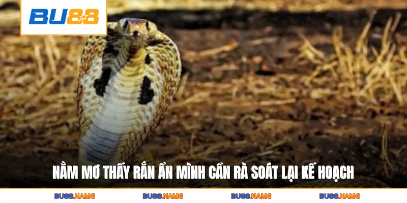 Nằm Mơ Thấy Rắn Hé Lộ Bí Ẩn Vận May Và Biến Động Tương Lai 3 Nằm mơ thấy rắn ẩn mình cần rà soát lại kế hoạch