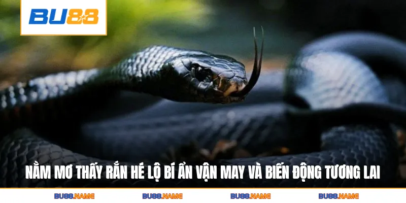 Nằm Mơ Thấy Rắn Hé Lộ Bí Ẩn Vận May Và Biến Động Tương Lai 4 Nằm Mơ Thấy Rắn Hé Lộ Bí Ẩn Vận May Và Biến Động Tương Lai