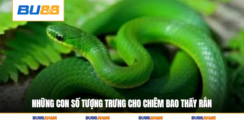 Nằm Mơ Thấy Rắn Hé Lộ Bí Ẩn Vận May Và Biến Động Tương Lai 4 Những con số tượng trưng cho chiêm bao thấy rắn